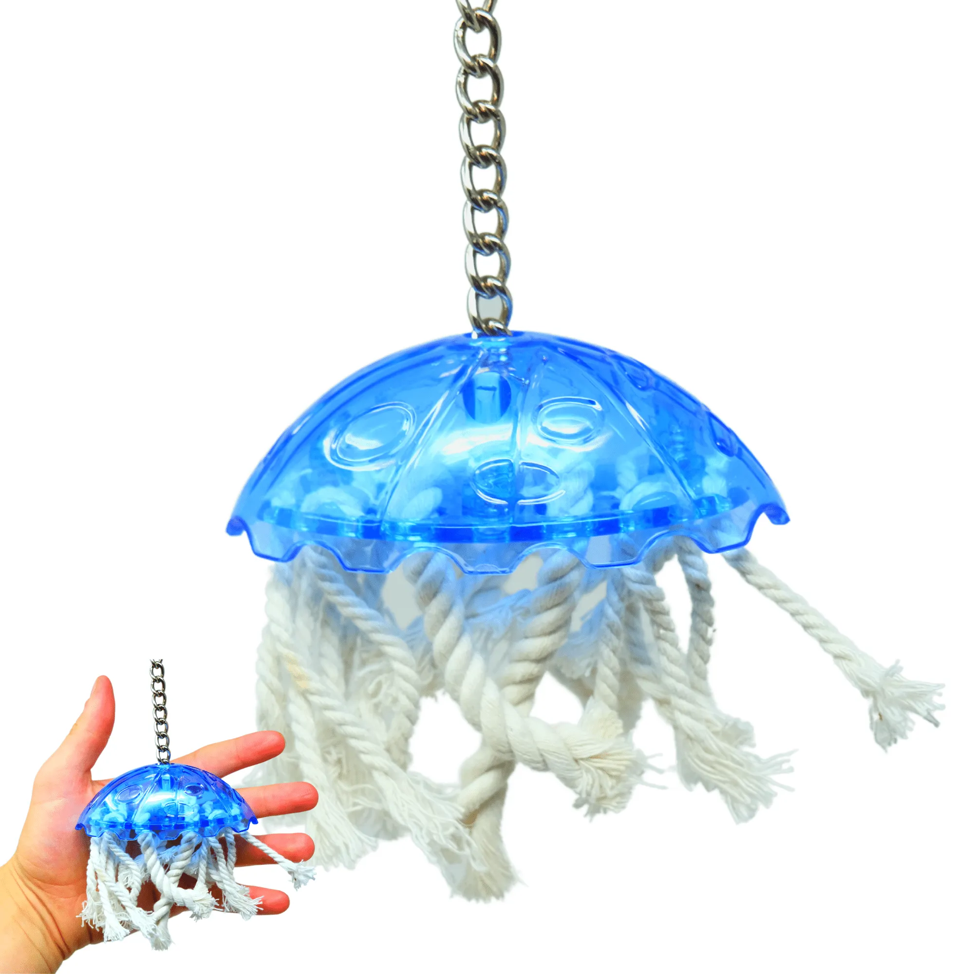 0042 Small Jellyfish