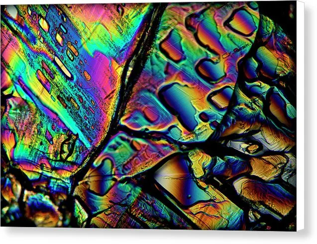 Blithe - Canvas Print
