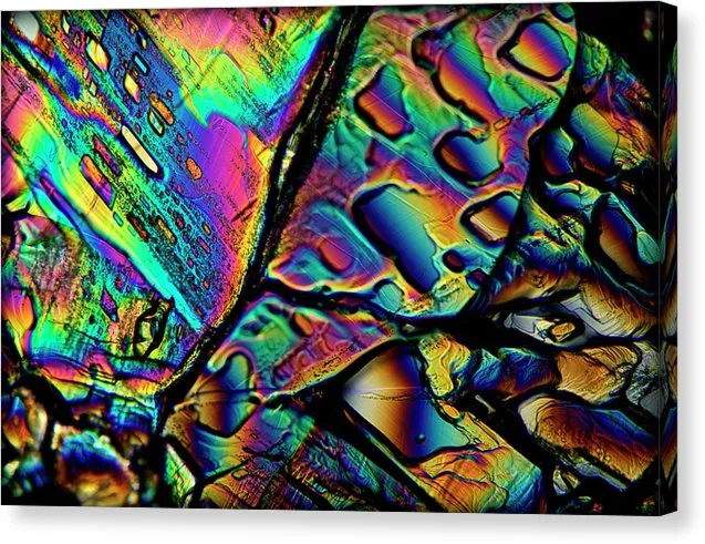 Blithe - Canvas Print
