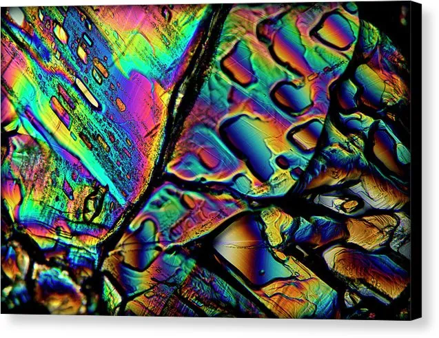 Blithe - Canvas Print