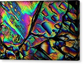 Blithe - Canvas Print